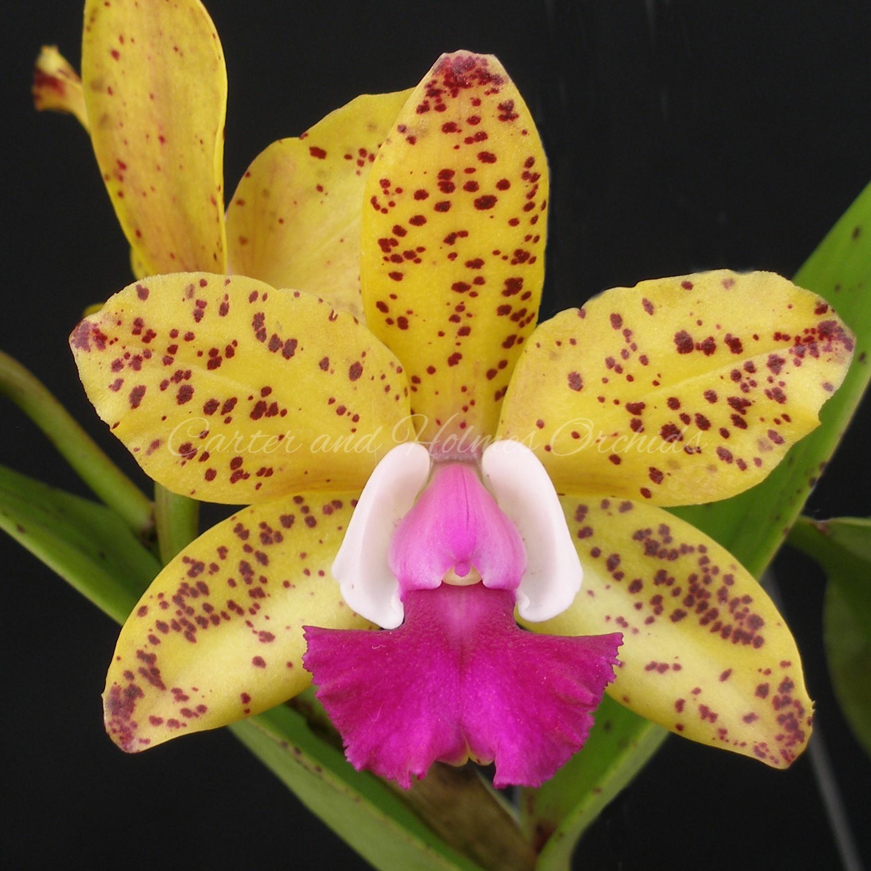 Cape And Islands Orchid Society