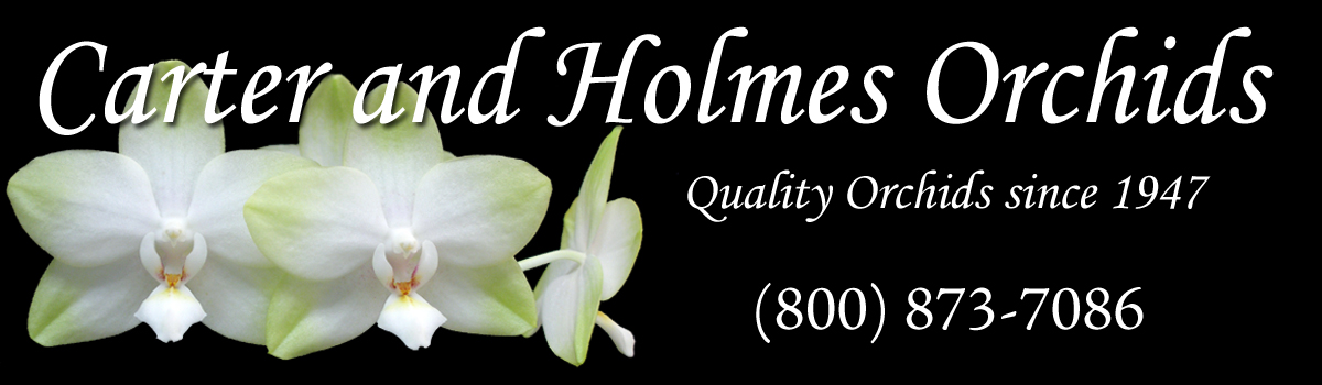 Cape And Islands Orchid Society