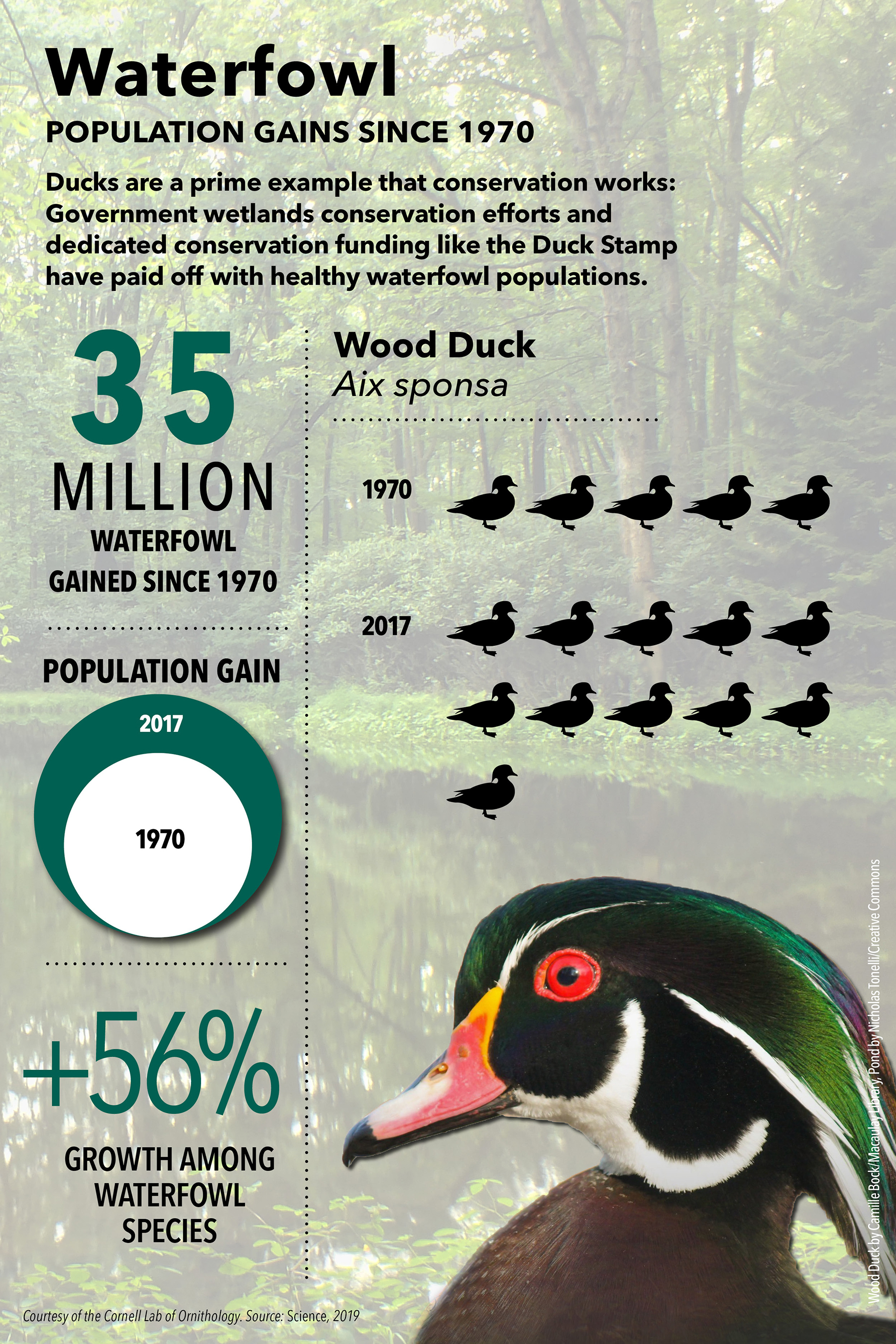 Waterfowl graphic