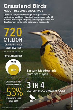 Meadowlark declines graphic