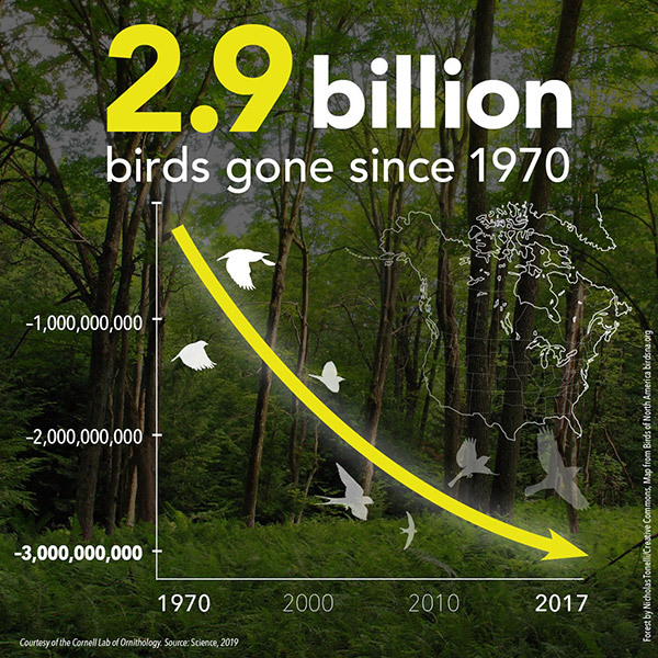 2.9 billion birds gone graphic