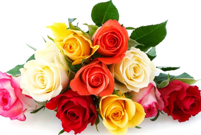 Hoa hồng là loài hoa tượng trưng cho tháng 6