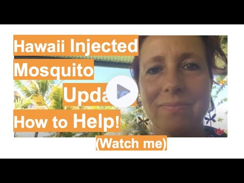 Hawaii Injected Mosquito Experiment Update and How To Help! (Watch me!)