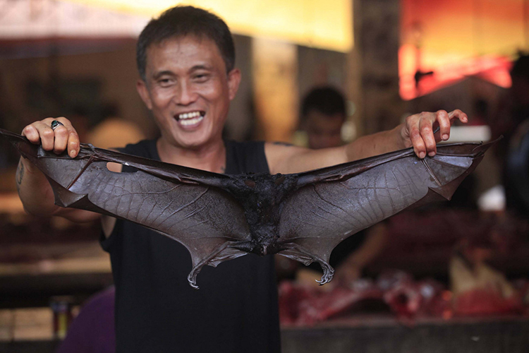 Thịt dơi được bày bán trong chợ truyền thống Tomohon, Norht Sulawesi. Ảnh: Dhoni Setiawan/Jakarta Post.