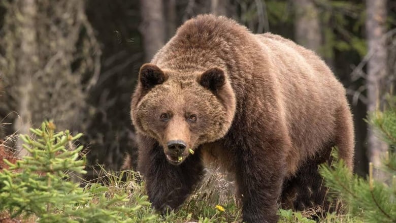 A rise in human encounters with bears could be in store for Kananaskis Country.
