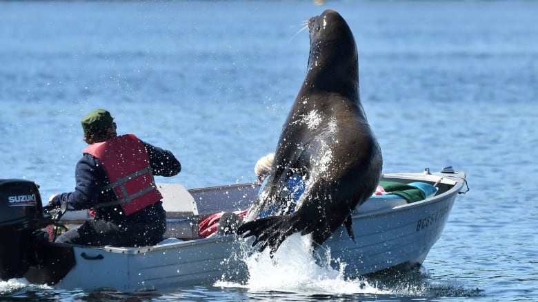 A large sea lion leaps into a small boat, with a man with a life jacket appearing to cower from it.