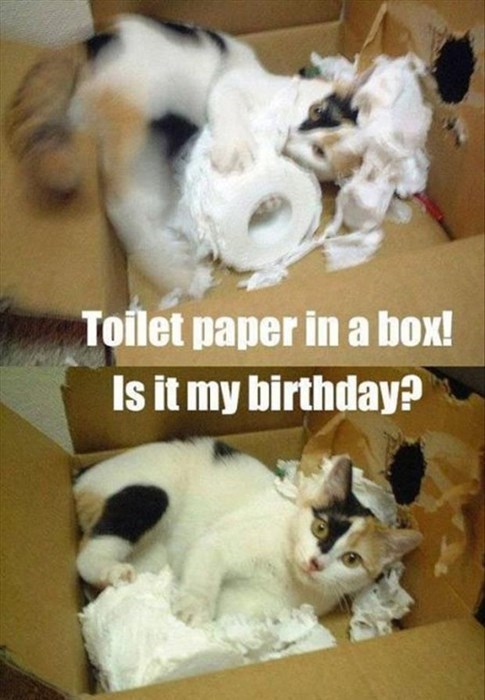 a white cat inside a cardboard box ripping up a roll of toilet paper happy birthday meme