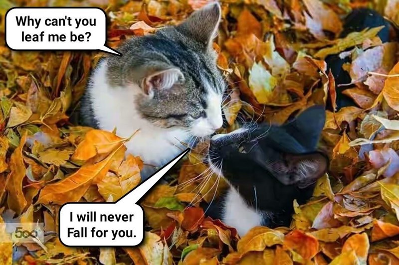 Image result for autumn funny memes
