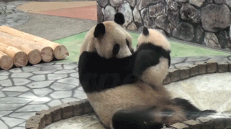 Sweet Little Panda Kiss
