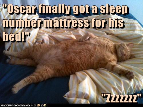 Image result for cat on a sleep number bed
