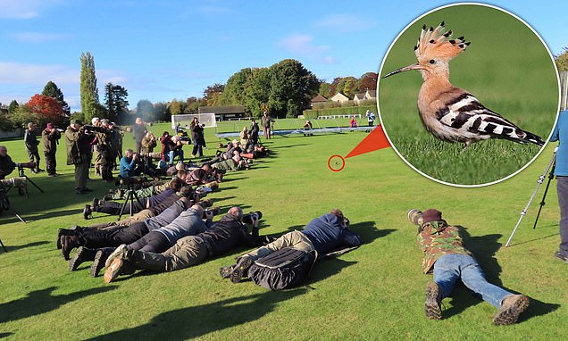 Dozens of bird watchers mass on Yorkshire club's green to snap rare African hoopoe