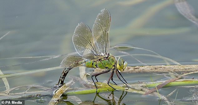 Some species, such as dragonflies, have improved thanks to rivers being cleaner (PA)
