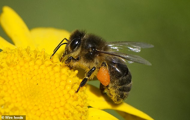 The decline of bees and other pollinators damages human food production