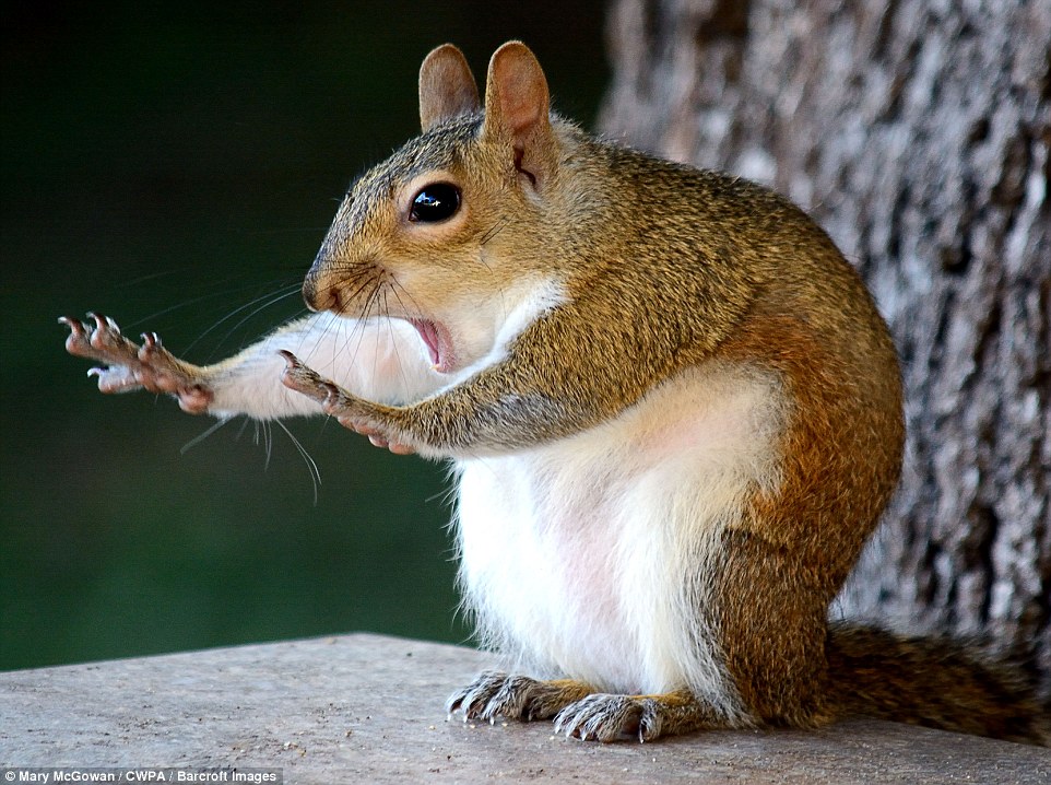 Hold on: A very alarmed squirrel with its arms extended
