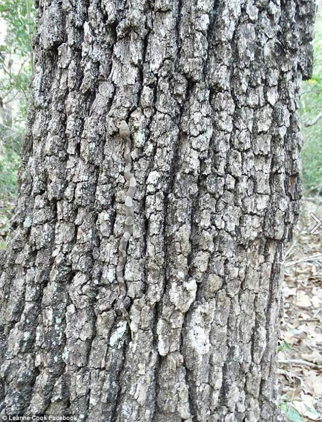 Can you see the deadly snake hiding on this tree? The snake pictured is a Stephen’s Banded Snake it was photographed near Maitland in NSW