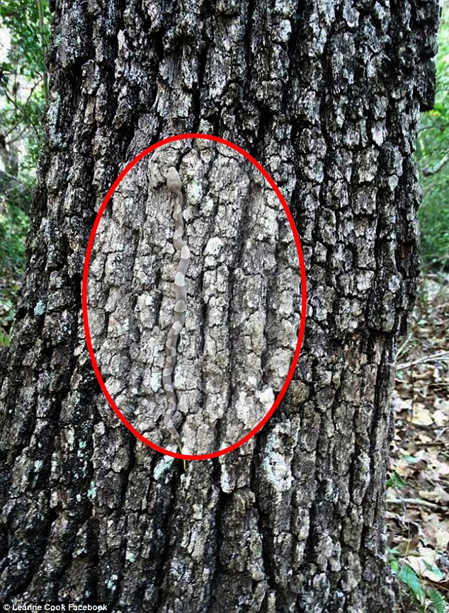 The snake is an expert at hiding in plain sight a rare and deadly tree-dwelling snake 