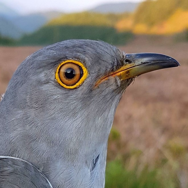 Photo shows the head and upper body of handsome male Cuckoo, JAC. He is a silver/grey bird with an arresting yellow eye ring and orange iris around a black retina.