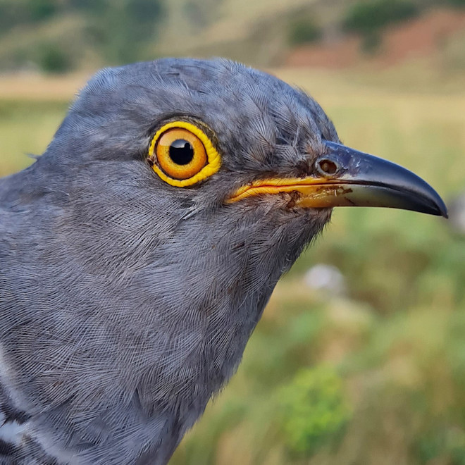 Photo shows Cuach Torc. He is a silver/grey bird with an arresting yellow eye ring and orange iris around a black retina.