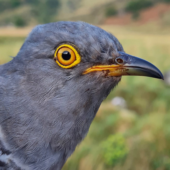 Photo shows Cuach Torc. He is a silver/grey bird with an arresting yellow eye ring and orange iris around a black retina. Photo shows Cuach Torc. He is a silver/grey bird with an arresting yellow eye ring and orange iris around a black retina.
