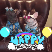 GIF happy birthday, birthday, happy birthday funny, best animated GIFs dog birthday, dogs, birthday card, free download 