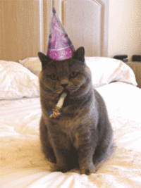GIF happy birthday, birthday, happy birthday cat, best animated GIFs cat, birthday wishes, cute cat, happy b, free download 