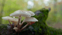 Forest Mushrooms GIF - Forest Mushrooms Rain GIFs