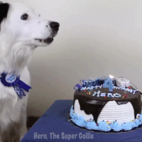 GIF dog birthday, birthday, hero, best animated GIFs dog, candle, barks, free download 