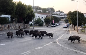 Wild boars enter the streets of Bodrum in Turkey in search of food. This week, wild boar have been sighted near Barcelona city centre.