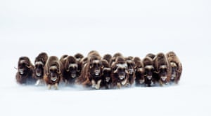 The StampedeVictoria Island, Canada Muskoxen stampede over frozen tundra, unusual behaviour for these Arctic animals unless a pack of wolves is chasing them. The more common reaction of muskoxen is to face a predator in a line. If attacked by wolves, the group forms a compact circle, all facing out, with calves in the centre. What the wolves want to do is to spook the muskoxen and make them run, knowing that the weaker animals can be picked off by the pack. 