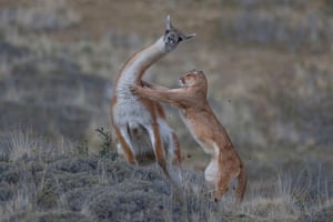 Mammals behaviour joint winner: The Equal Match by Ingo Arndt, Germany (picture taken in Patagonia, Chile)