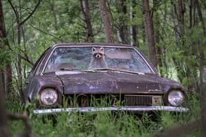 A raccoon pokes her bandit-masked face out of a 1970s Ford Pinto on a deserted farm in Saskatchewan