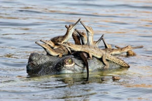Mother’s Little HeadfulChambal River, India A female gharial hangs out in the water while her babies use her head as a basking perch. She is one of a colony of gharials that have nested at this riverbank site. The mothers keep watch from the river, with the female acting as chief guard for 100 or so hatchlings. Adults will protect the young for at least a month until the monsoon rains arrive and they move down river to feed in deeper water. Gharials are under pressure from illegal sand‑mining in nesting areas, illegal fishing, egg collection and pollution. 