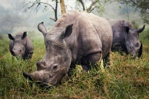 White rhinos at the Ziwa Rhino Sanctuary in Uganda