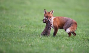 A fox with a rabbit.