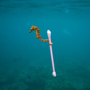 A sea horse grabs on to a cotton bud in Indonesia