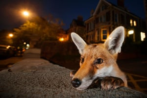 This was the culmination of weeks of scouting for the ideal location – a quiet, well‐lit neighbourhood, where the foxes were used to people (several residents fed them regularly) – and the right fox. For several hours every night, Sam sat in one fox family’s territory, gradually gaining their trust until they ignored his presence. One of the cubs was always investigating new things – his weeping left eye the result of a scratch from a cat he got too close to. ‘I discovered a wall that he liked to sit on in the early evening,’ says Sam. ‘He would poke his head over for a quick look before hopping up.’ Setting his focus very close to the lens, Sam stood back and waited. He was rewarded when the youngster peeked over and, apart from a flick of his ear, stayed motionless for long enough to create this intimate portrait.