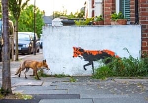 Highly commended: Fox Meets Fox by Matthew Maran, UK