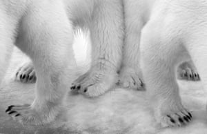 Polar bears at Svalbard
