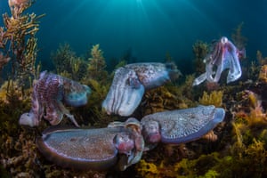 A successful, usually large, male grabs the smaller female with his tentacles, turns her to face him (as here) and uses a specialized tentacle to insert sperm sacs into an opening near her mouth. He then guards her until she lays the eggs. The preoccupied cuttlefish (the male on the right) completely ignored Scott, allowing him to get close. A line of suitors was poised in the background, waiting for a chance to mate with the female (sometimes smaller males camouflage themselves as females to sneak past the male). Scott’s hours in the cold water were finally rewarded when the onlookers momentarily faced the same way, and he framed the ideal composition.