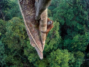 Entwined Lives, Tim Laman, USWinner, wildlife photographer of the year A young male orangutan makes the 30-metre climb up the thickest root of the strangler fig high above the canopy in Gunung Palung national park, one of the few protected orangutan strongholds in Indonesian Borneo. Laman had to do three days of climbing to position several GoPro cameras that he could trigger remotely. This shot was the one he had long visualised, looking down on the orangutan within its forest home.