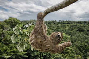 Sloth hanging out  Luciano had to climb the cecropia tree, in the protected Atlantic rainforest of southern Bahia, Brazil, to take an eye-level shot of this three-toed sloth. Sloths like to feed on the leaves of these trees, and so they are often seen high up in the canopy