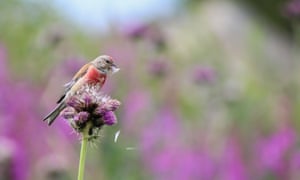 Isaac composed this alpine-meadow tableau with the sea of soft purple knapweed behind, accentuating the clashing red of the linnet’s plumage. Try keeping a flying linnet in sight while scrambling down rocky embankments holding a telephoto lens. Isaac did, for 20 minutes. He was determined to keep pace with the linnet that he spotted while hiking in Bulgaria’s Rila Mountains, finally catching up with the tiny bird when it settled to feed on a thistle flowerhead. From the florets that were ripening, it pulled out the little seed parachutes one by one, deftly nipped off the seeds and discarded the feathery down. Isaac composed this alpine-meadow tableau with the sea