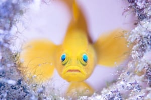 On the sandy seabed off the coast of Mabini in the Philippines, a yellow pygmy goby guards its home – a discarded glass bottl
