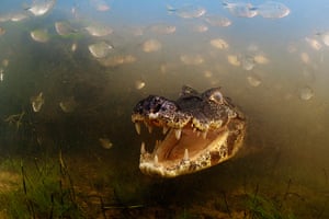 Veolia: Into the mouth of the caiman