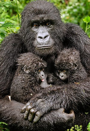 2013 Wildlife Photographer of the Year: mountain gorillas