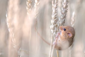 2013 WPY: harvest mouse