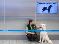 coronavirus dog