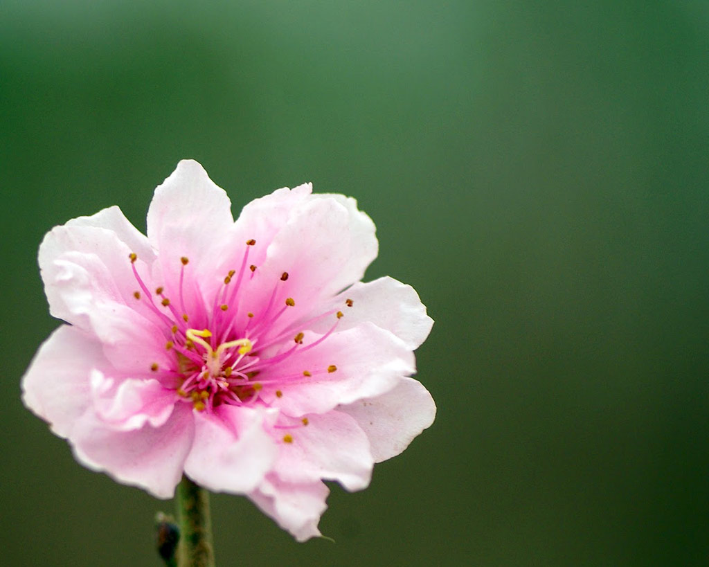 Ngày xưa, ở phía đông núi Sóc Sơn có một cây hoa đào cổ thụ, cành lá xum xuê khác thường, bóng râm che phủ cả một vùng rộng.