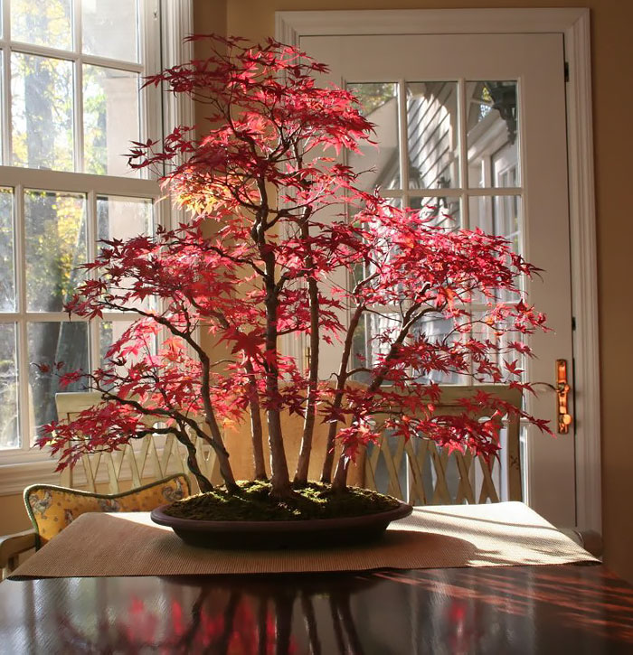 Bonsai đẹp Bonsai đẹp