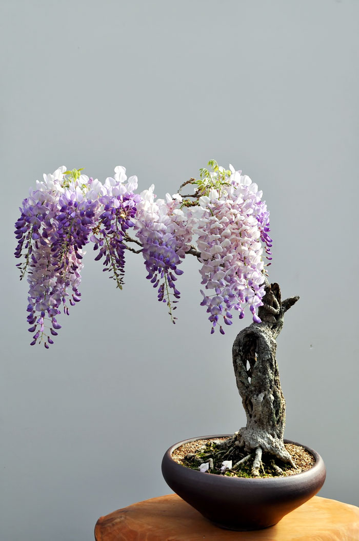 Bonsai đẹp Bonsai đẹp